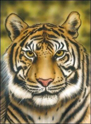 Tigris - sablon 61 x 96 cm
